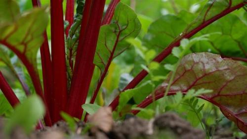 Swiss Chard at ground level.