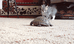 thatsthat24:gifak-net:Cat VS Turtle  He looks like he’s glitching
