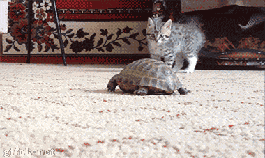 gifak-net:Cat VS Turtle
