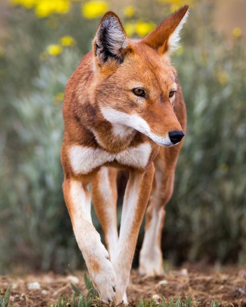 beautiful-wildlife:Ethiopian Wolf by Will Burrard-Lucas
