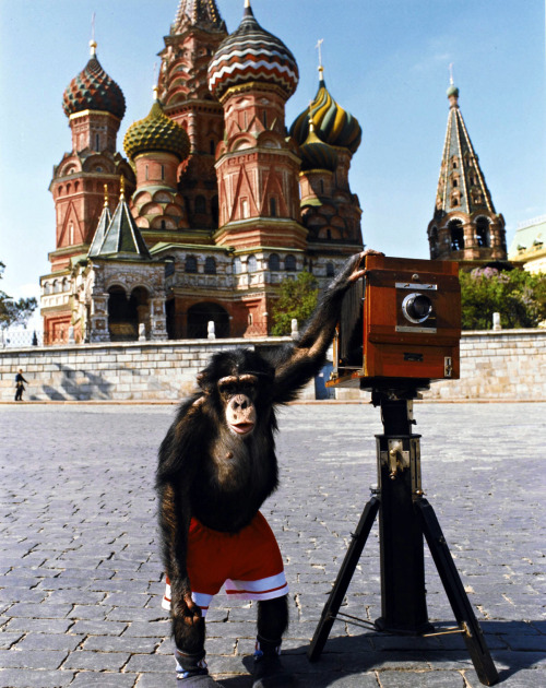 passionshoot:Mikki, un chimpanzé de cirque, Place Rouge, Moscou, 1990.