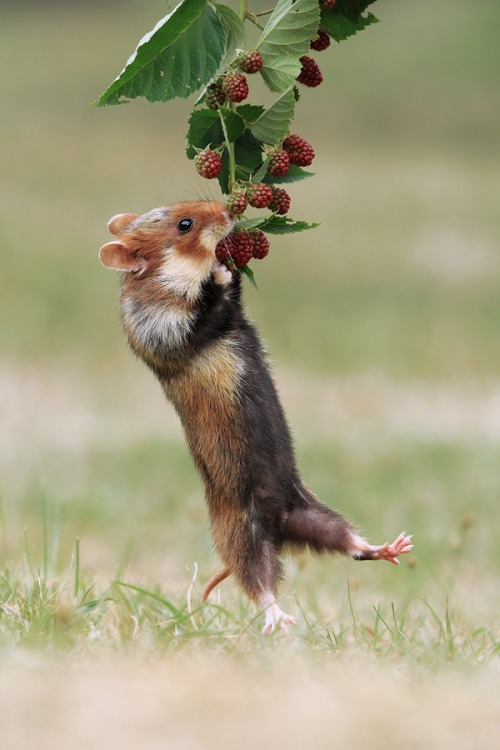 beautiful-wildlife:Acrobat by Julian RadEuropean Hamster with Berries