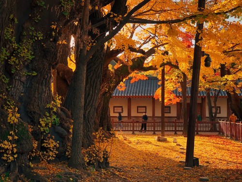 Beautiful ginkgo trees at historic Sungkyunkwan University.