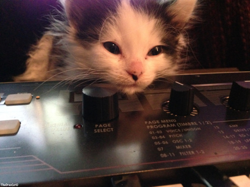 theoreocat:Keyboard kitten