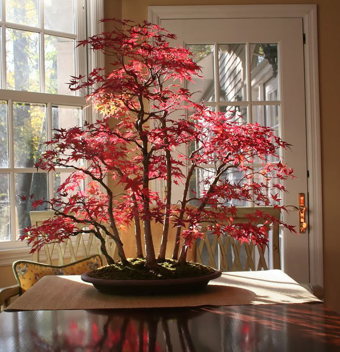 sybil-howlett:  art-tension:  The Most Beautiful Bonsai Trees Ever          