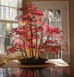 boredpanda:    The Most Beautiful Bonsai Trees Ever   