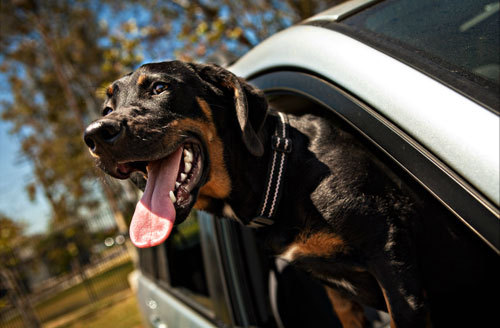 aplacetolovedogs:  Roger - adopted 2012 Dogs in cars is a series of great photos