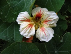 setbabiesonfire: That’s a nice nasturtium