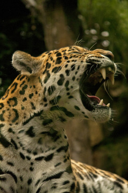 r2–d2:  Jaguar, Edinburgh Zoo by (ERH3006)