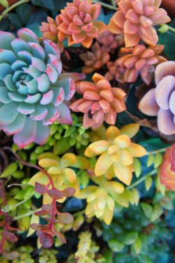 flora-file:  the colors of crassulaceaeprints
