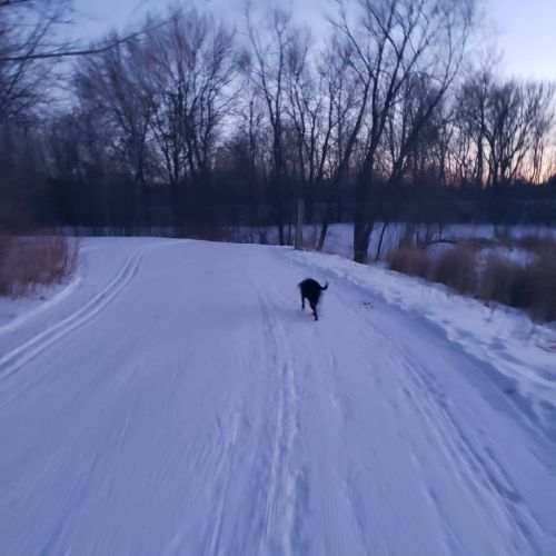 Not quite a #miniadventure, but a little outing to a nearby trail with good girl Aela while we still