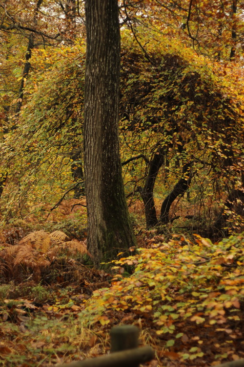 The dwarf beeches of Faux de Verzy, Montagne de Reims Region National ParkIn the Marne region in Fra