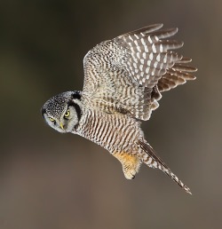 beautiful-wildlife:  Northern Hawk Owl by Axel Hildebrandt 