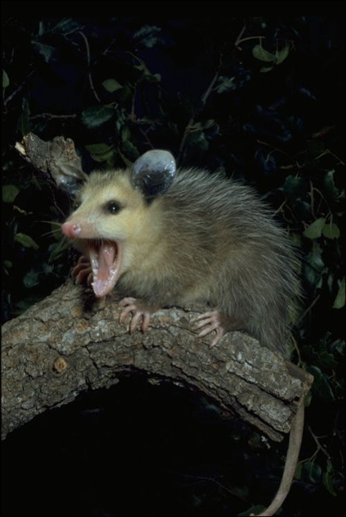 possumoftheday:Today’s Possum of the Day has been brought to you by: :0!