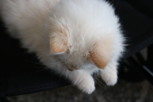catgoddess: thebrokennightmare: some pictures of my new foster kitten, Toast. He’s a shy, swee