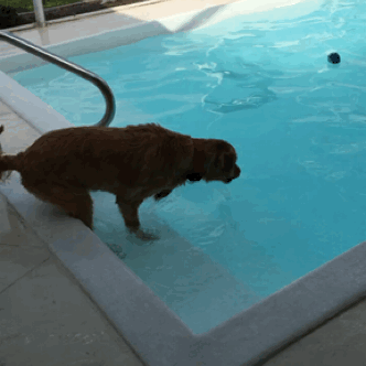 puppypu:   Dog gifs