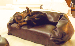 Porn photo  tiny puppies on tiny couches ! 