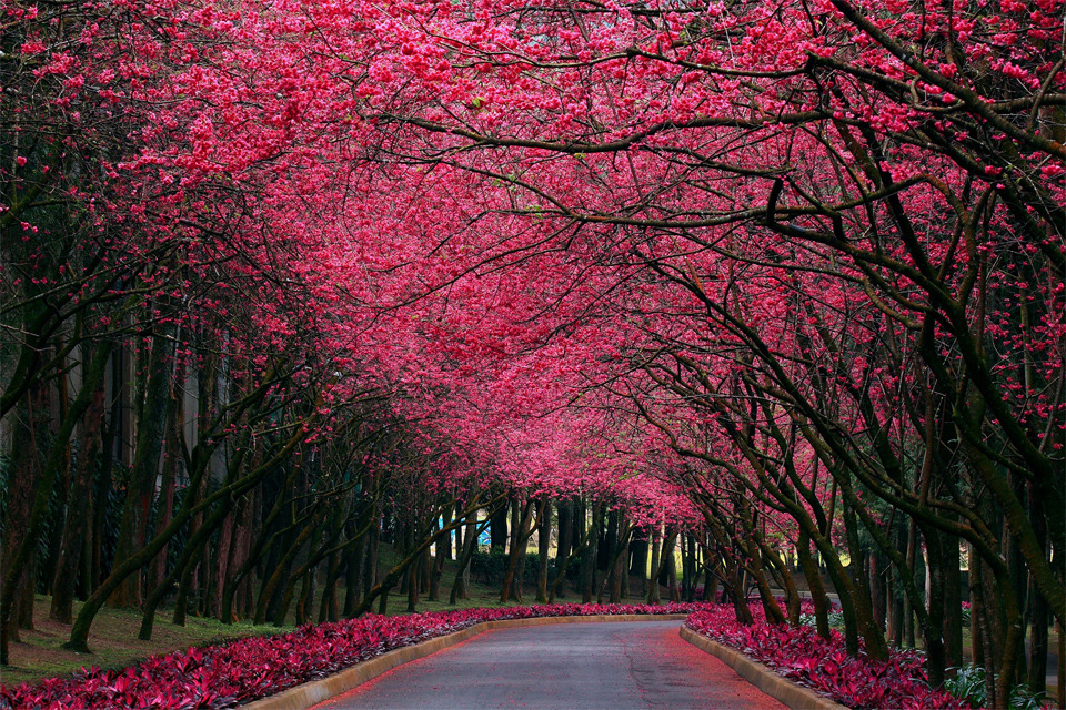 th3w0lfcub:  axelizard:   The Most Beautiful Trees In The World Portland Japanese