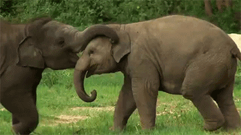 sizvideos:  Baby elephants play fight - Video 
