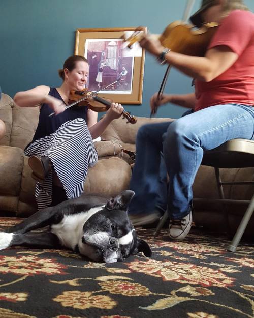 <p>Staff concert. #fiddle #fiddlestarcamp #sirwinstoncup #bostonterrier #flatnosedogsociety  (at Fiddlestar)</p>