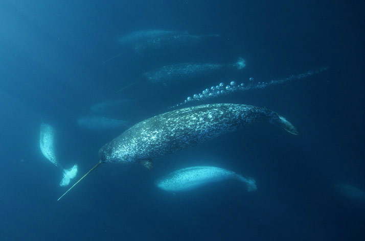 nubbsgalore:  photos by paul nicklen for national geogrphic, who explains: &ldquo;i