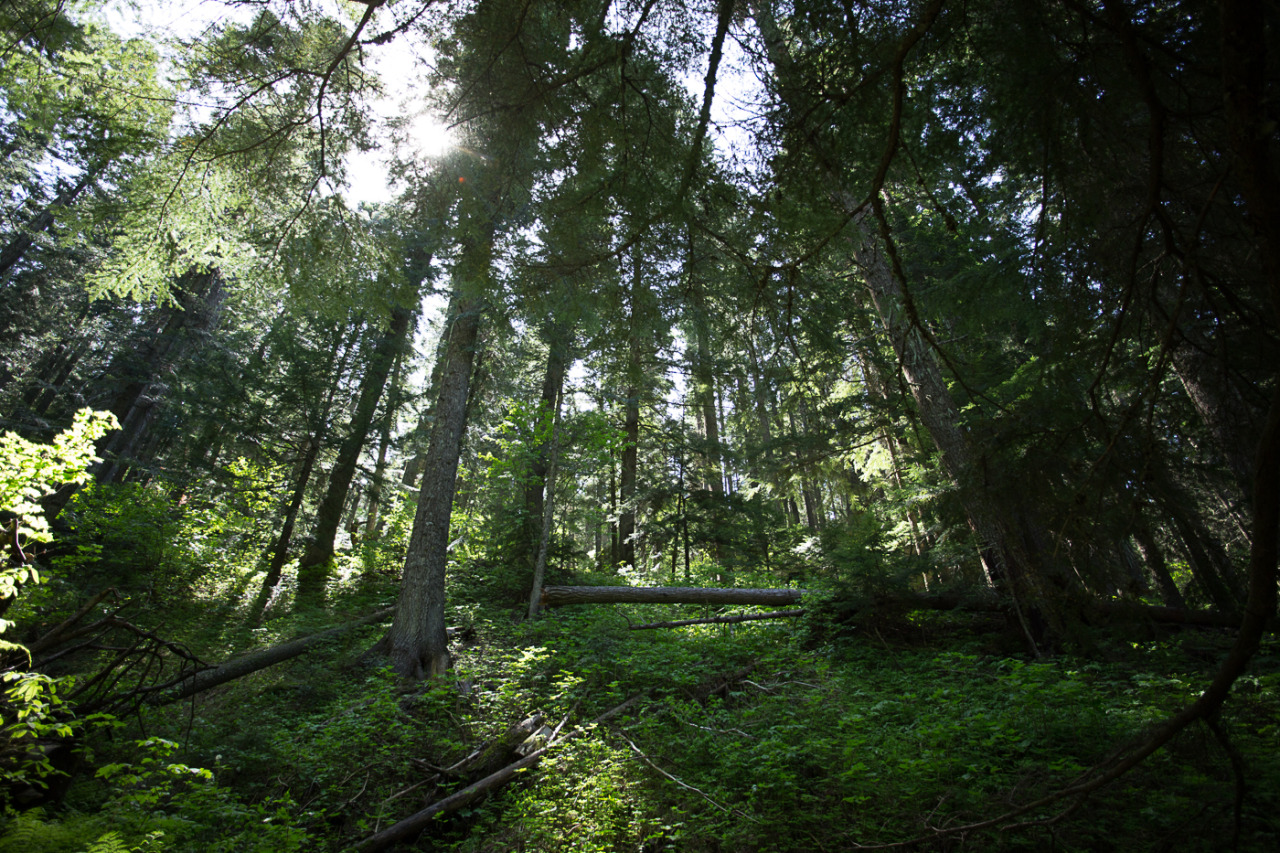 lobo-de-luna:  Adventures around Mt Spokane.Part 1