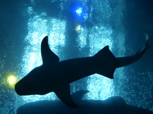 Aquarium de Motobu, Okinawa Très connu pour son grand bassin avec ses 3 grands requins baleines. Ils