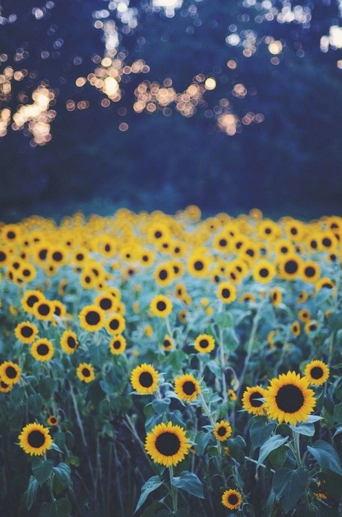 tumblr photo she-live-life-without-limits 2