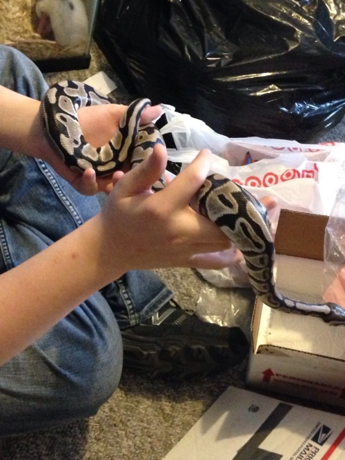 iamreaver:Here I am, the ball python hater. Lookout, I’m here to diss your dirt slugs and call you p
