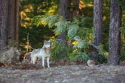 sisterofthewolves: Picture by John E. Marriott