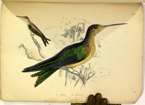 michaelmoonsbookshop: Humming Birdsdescribed and illustrated with an introductory sketch of their St