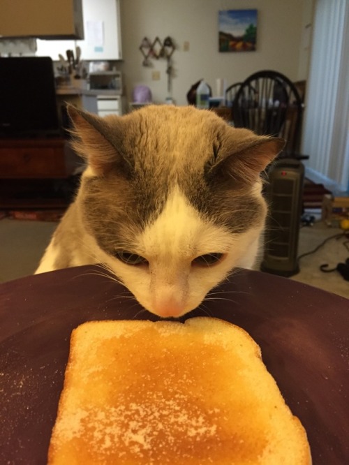 chocolatequeennk: Smokey Sunday: cute but mischievous edition. @mostlycatsmostly