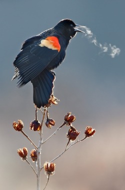 Morning aria (Red-winged Blackbird)