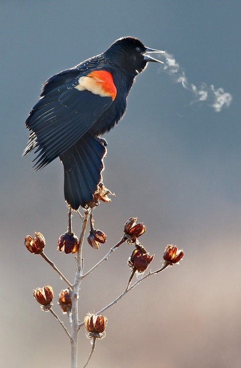 Porn Pics Morning aria (Red-winged Blackbird)