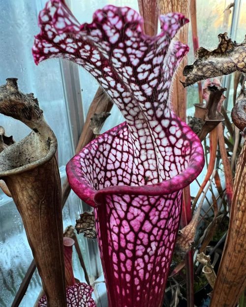 Sarracenia Dionne is such a cool leucophylla! This one grown by @dc.carnivores. #SarraceniaDionne 