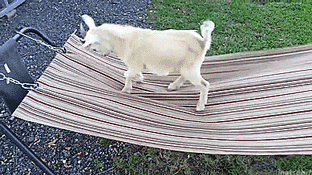 thenatsdorf:Hammock a good time there, kid? [full video]