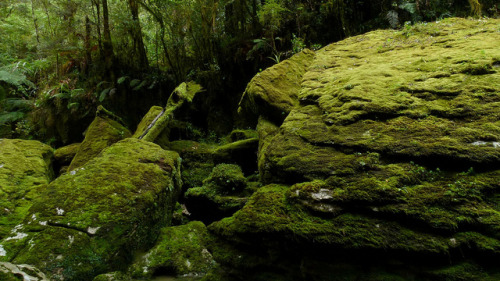 Limestone Boulders at Cave Creek by New Zealand Wild on Flickr.