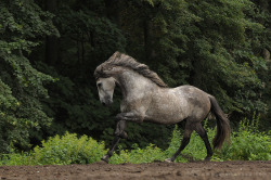 equine-dream:  Source 