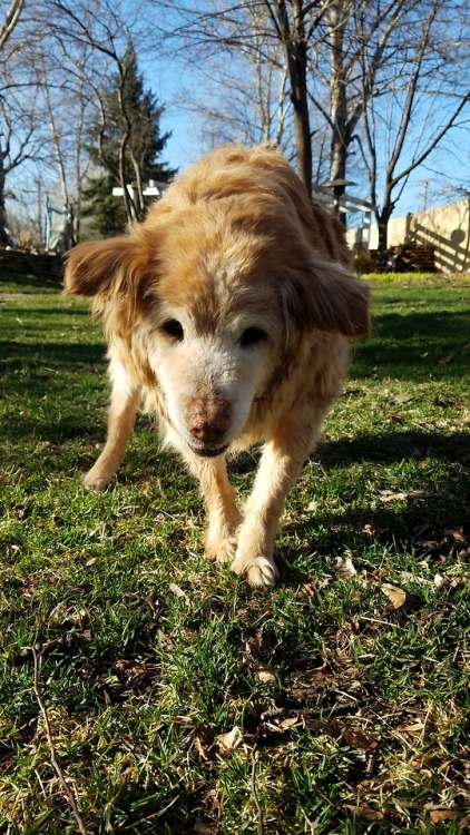 Sad news friends - our beloved family dog Georgie has passed away at the age of 17(?).Georgie came i