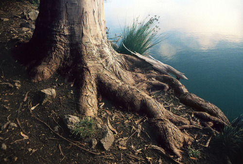 lyricalsycamore:  untitled by n.states on Flickr.