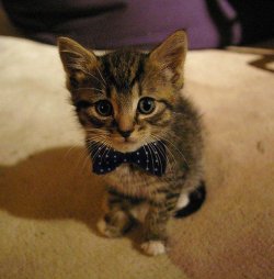 omgwang:  bow-tie kitty 