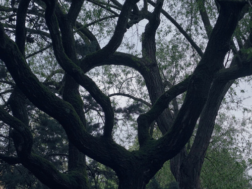 Branches by sixthland on Flickr.