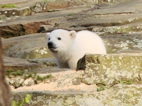 dontrblgme2:Mein schönstes Knut Foto (via maapy)