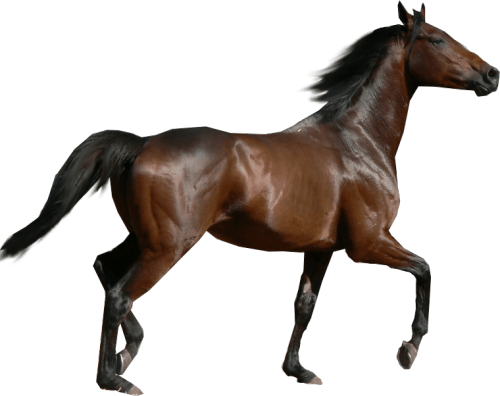 Horse (that Was Me Btw)