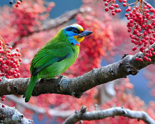 magicalnaturetour: Some superb photographs of birds, Sushyue Liao , a Taiwanese photographer (via)