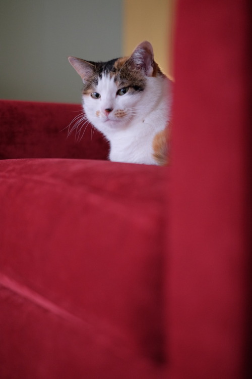 deedeedelfuego: Dee Dee’s been trying out the red chairs lately. I think she’s pleased s