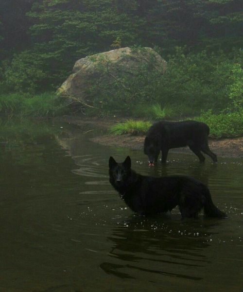 water-aesthetics:they see you