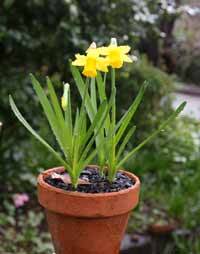 I just found out that someone bred TINY DAFFODILS.Bulb info here I dunno where to buy them