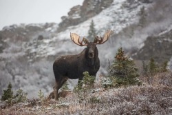 Gorgeous bull moose 