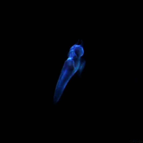 for-science-sake: The Sea Angel (Gymnosomata) Is a group of sea slug that grow no larger t